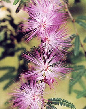Calliandra surinamensis
