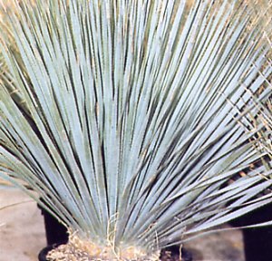 Dasylirion glaucophyllum
