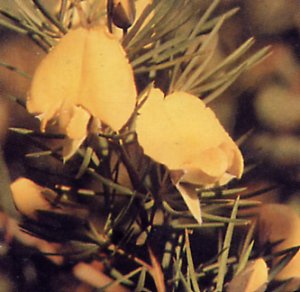 Gompholobium latifolium