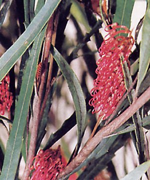 Grevillea asplenifolia