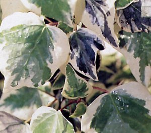 Hedera algeriensis
