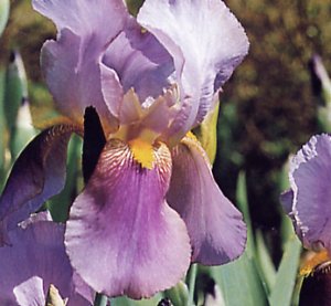 Iris hybrida
