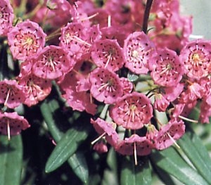 Kalmia augustifolia