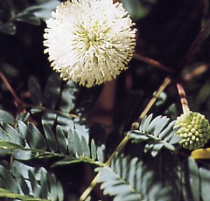 Acacia leucocephala