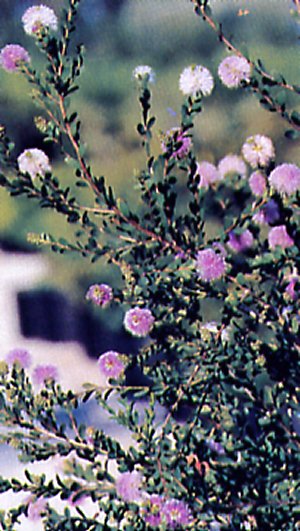 Melaleuca acuminata