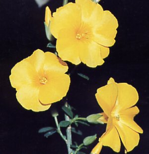 Reinwardtia indica