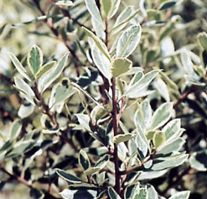 Rhamnus alaternus