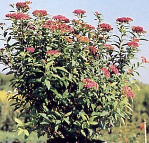 Spiraea japonica