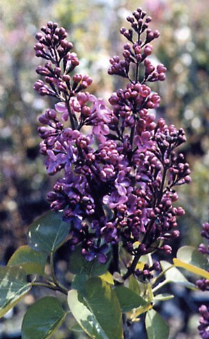 Syringa