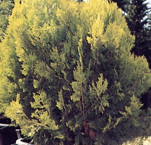 Thuja orientalis