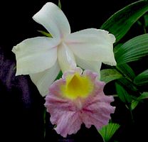 Sobralia