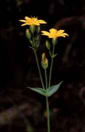 Centaurea hypoleuca