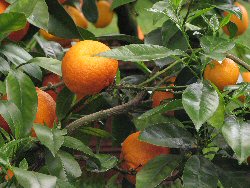Citrus x sinensis