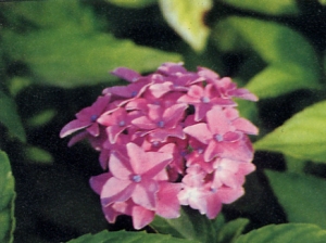 Hydrangea macrophylla