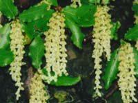 Garrya elliptica