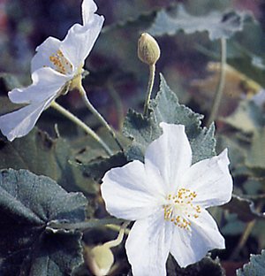 Abutilon vitifolium