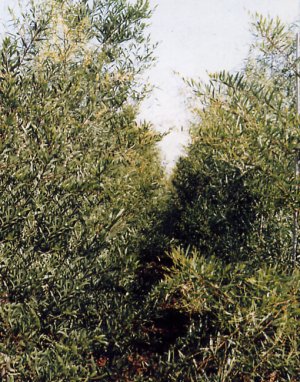 Acacia longifolia