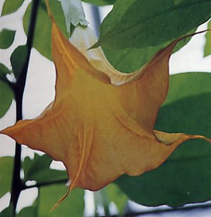 Brugmansia versicolor