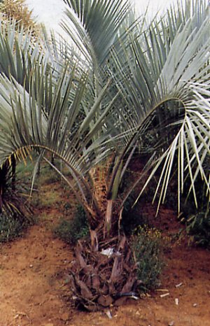 Butia capitata