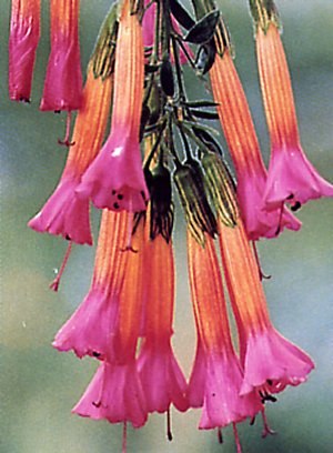 Cantua buxifolia
