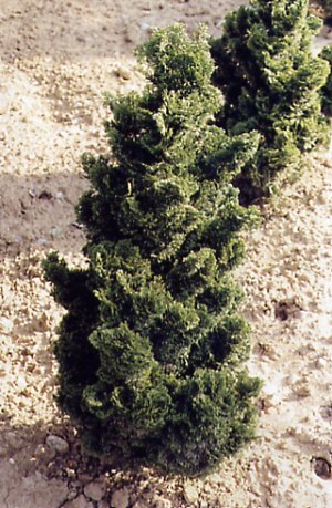 Chamaecyparis obtusa