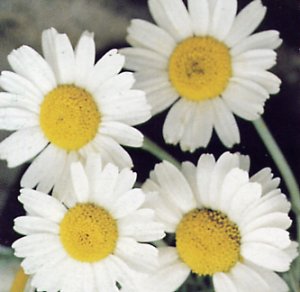 Chrysanthemum hosmariense