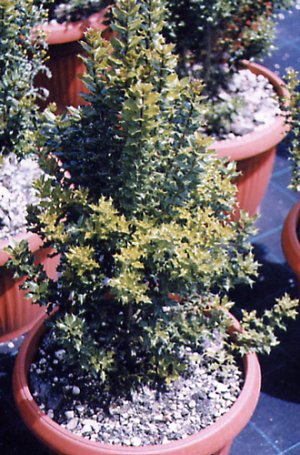 Ilex dimorphophylla