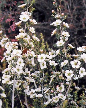 Leptospermum rotundifolim