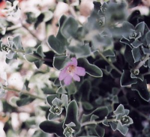 Leucophyllum frutescens