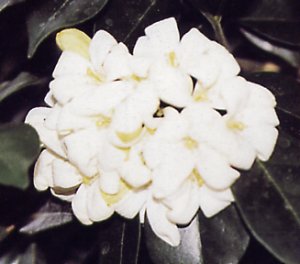 Murraya paniculata