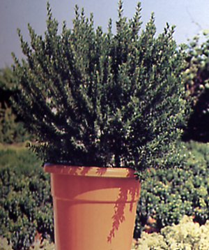 Myrtus communis tarentina
