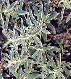 Olearia scilloniensis