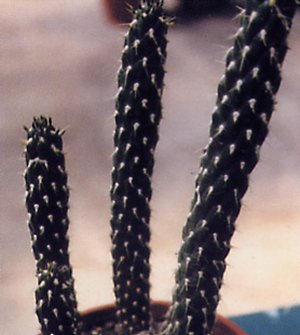 Opuntia cylindrica