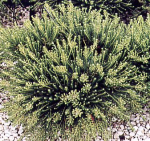 Phylica ericoides