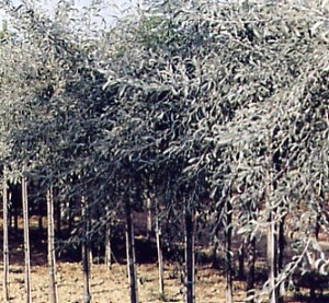 Pyrus Salicifolia