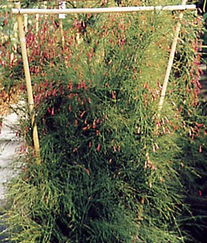 Russelia equisetiformis