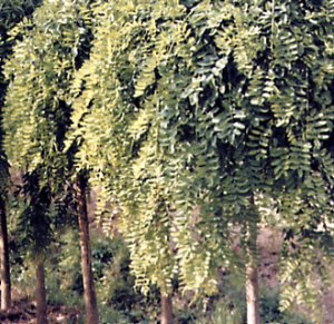Sophora japonica