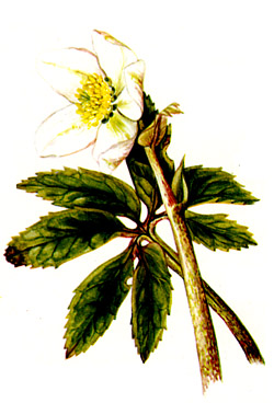 Linguaggio dei fiori Elleboro