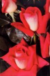 Arbusti Rosa