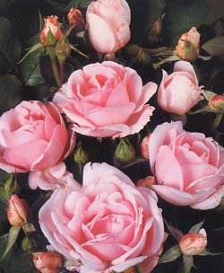 rosa