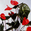 Anthurium andraeanum