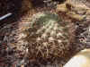 Gymnocalycium andreae