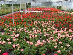 Speciali Intorno ai Pelargonium