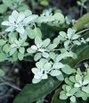 Speciali Le salvie ornamentali